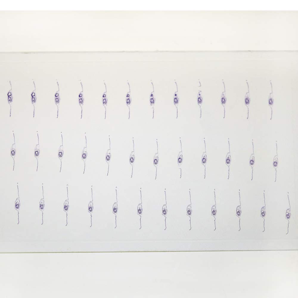Chick 33 hr, Serial c.s. Microscope Slide