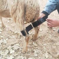 Pranovo Goat Hobbles Binding Tool For Milk A Diffi